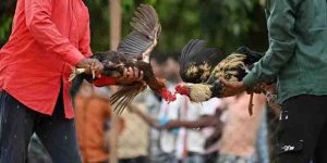 Asia Cockfighting App And The Exciting Cockfighting World