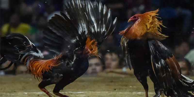 Basic Gameplay of Asian Cockfighting